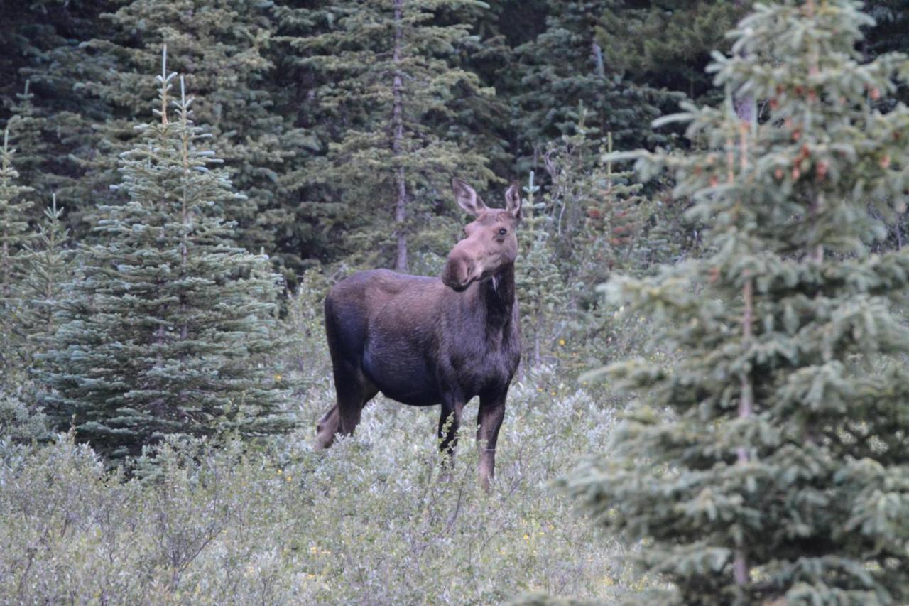 Newly Renovated Grizzly Lodge, Spacious 3Br 2Ba With Open Pool, Hot Tub Canmore Eksteriør bilde